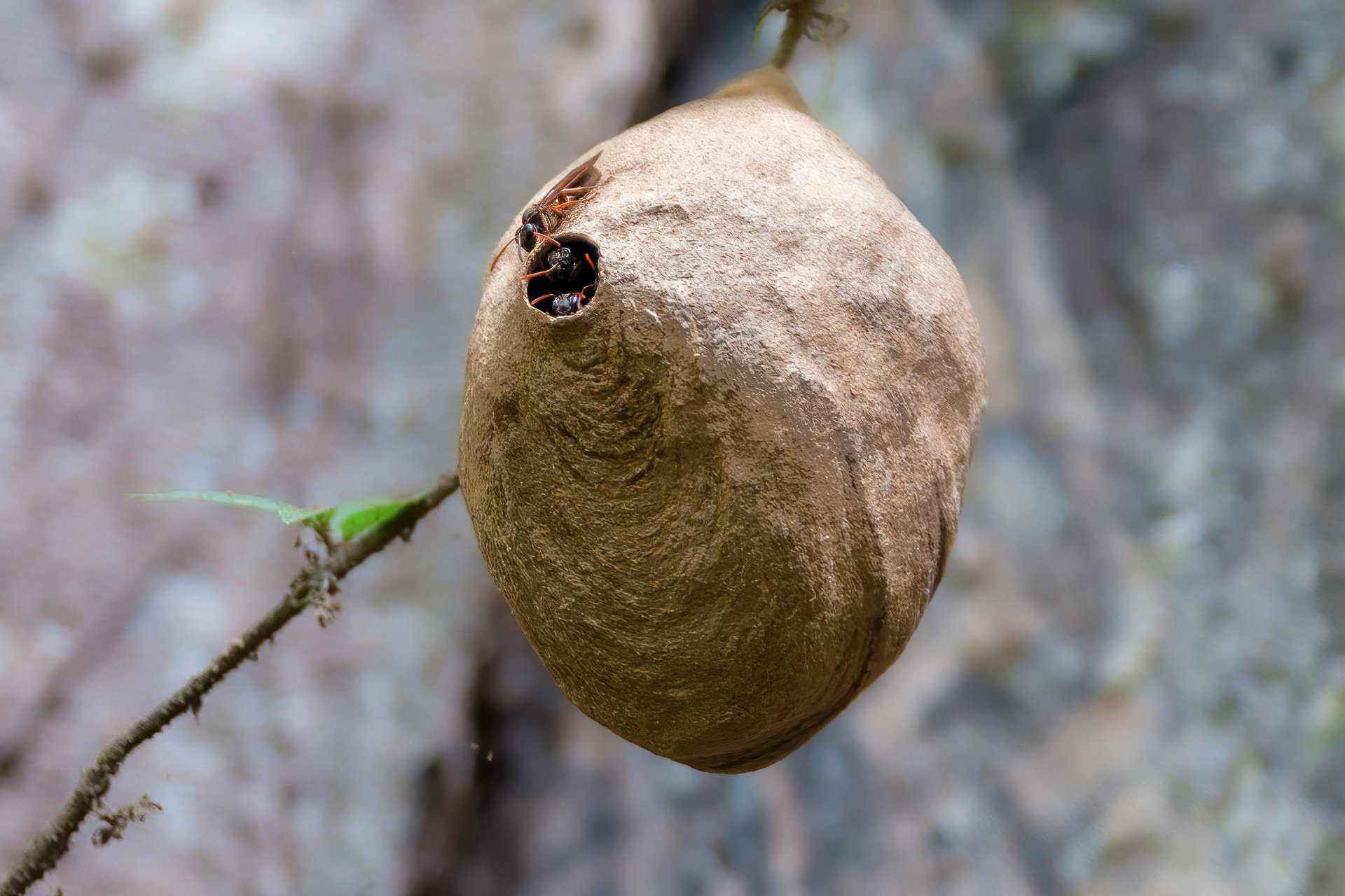 Hornissen- oder Wespennest